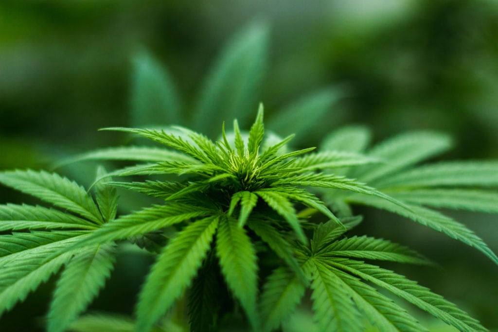 Cannabis2000